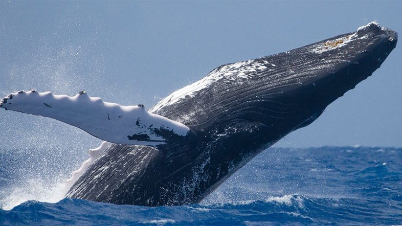 Humpback Whales Santiago Times Chile – Chile News 